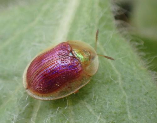 Réf. 299 683 : Cassida azurea